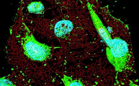 HeLa cells, computational modeling Stock Illustration