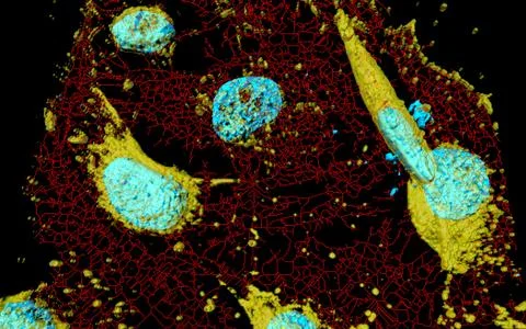 HeLa cells, computational modeling Stock Illustration
