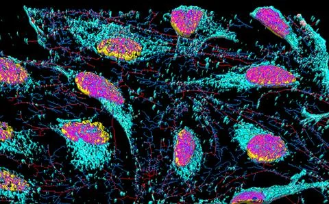 HeLa cells Stock Illustration