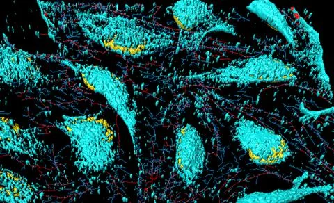 HeLa cells Stock Illustration