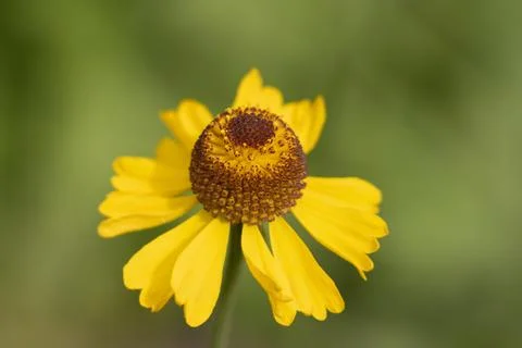 HELENIUM BIGELOVII BLOOM Stock Photos