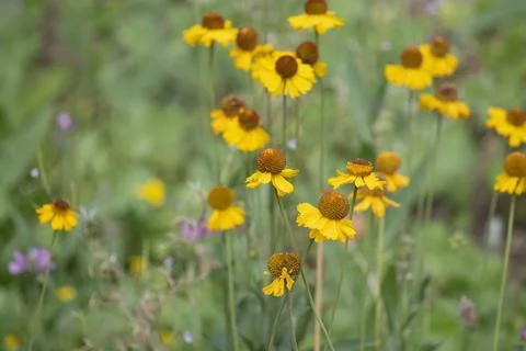 HELENIUM BIGELOVII BLOOM Stock Photos