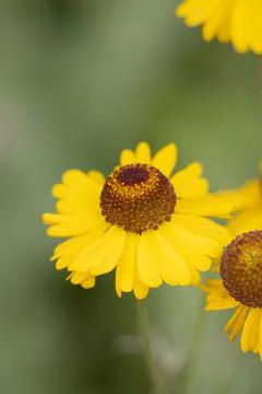 HELENIUM BIGELOVII BLOOM Stock Photos