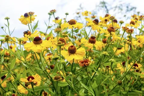 Helenium 'Blutentisch' 库存照片