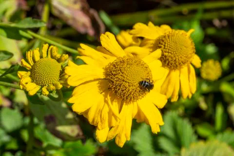 Helenium 'Butterpat' 库存照片