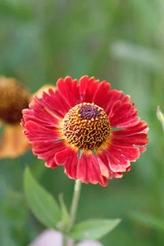 Helenium flower Stock Photos