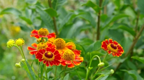 Helenium flower in summer Stock Footage 52887058