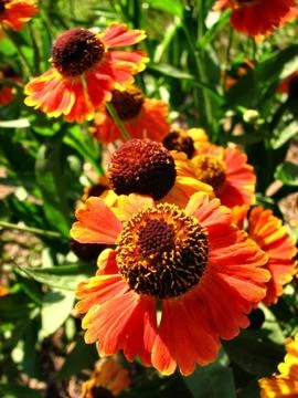 Helenium flowers macro Stock Photos