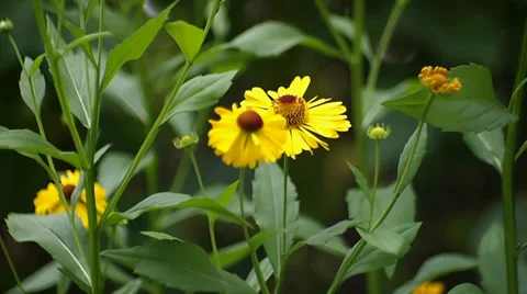 Helenium Stock Footage 29668705