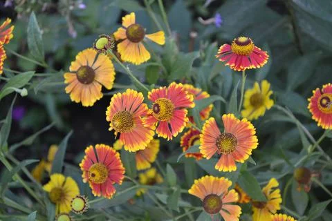 Helenium Konigstiger. Helenium. Helenium autumnale Stock Photos