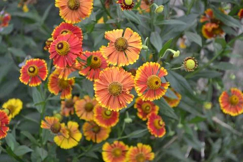 Helenium Konigstiger. Helenium. Helenium autumnale Stock Photos