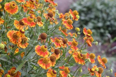Helenium Konigstiger. Helenium. Helenium autumnale. Bush Helenium. Green le.. Stock Photos