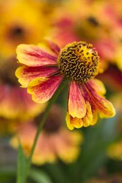 Helenium Stock Photos