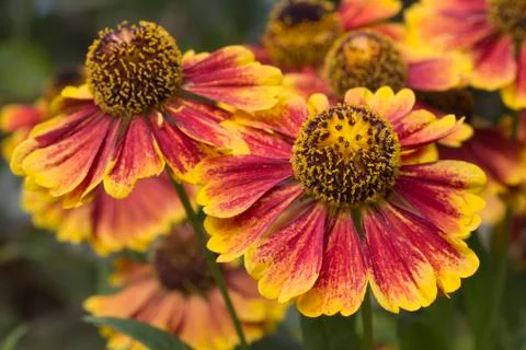 Helenium Stock Photos