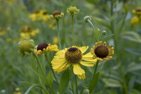 Helenium Riveron Beauty Foto stock