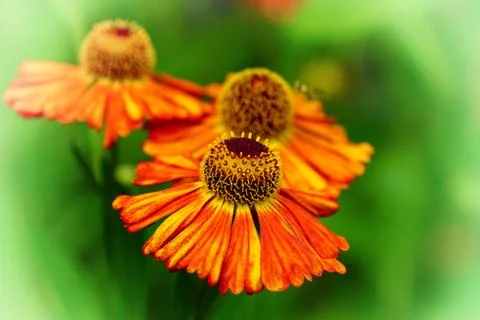 Helens Flower, Helenium Stock Photos