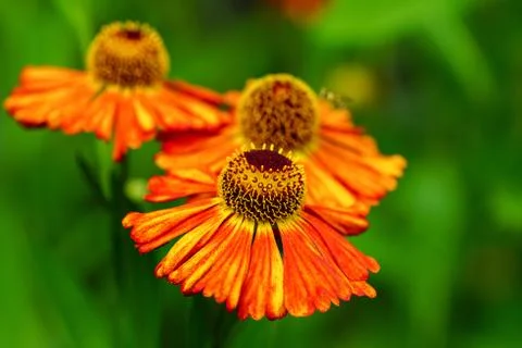 Helens Flower, Helenium Stock Photos
