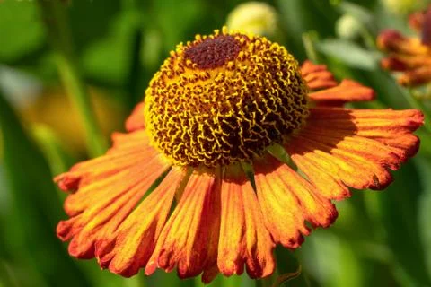 Helens Flower, Helenium Stock Photos