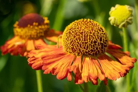 Helens Flower, Helenium Stock Photos