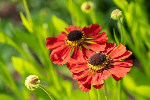Helens Flower, Helenium Foto stock
