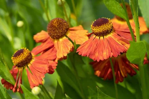 Helens Flower, Helenium Foto stock