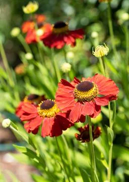 Helens Flower, Helenium Stock Photos
