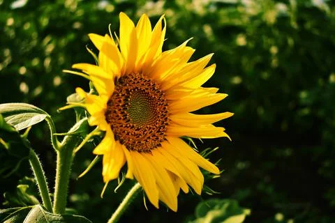 Helianthus Stock Photos