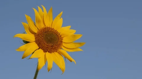Helianthus plant with tiny insect Stock Footage