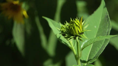 Helianthus tuberosus: Close-up of a developing Jerusalem artichoke bud Video stock 316957065
