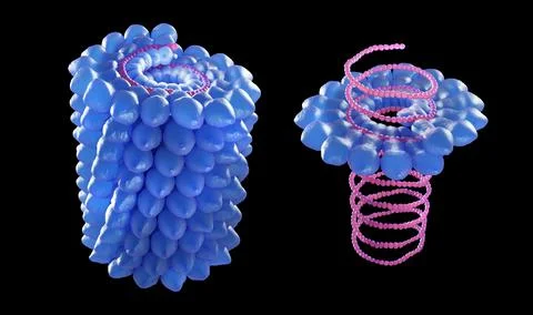 Helical virus, Tabacco mosaic virus structure, 3d illustration Stock Illustration