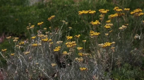 Helichrysum italicum Stock Footage 63832877