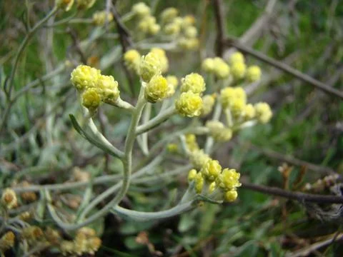Helichrysum Stock-Fotos