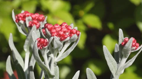 Helichrysum Ruby Cluster Stock Footage 37155628