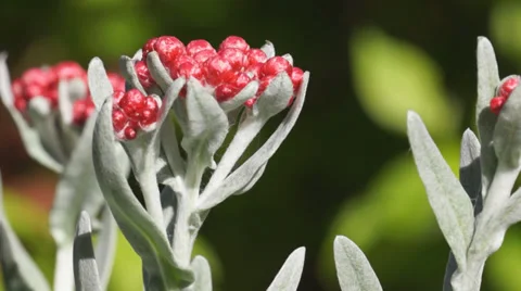Helichrysum Ruby Cluster Stock Footage 37157273