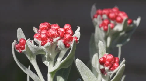 Helichrysum Ruby Cluster Stock Footage 37159577