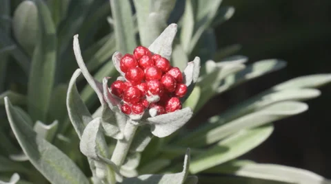 Helichrysum Ruby Cluster Stock Footage 37159675