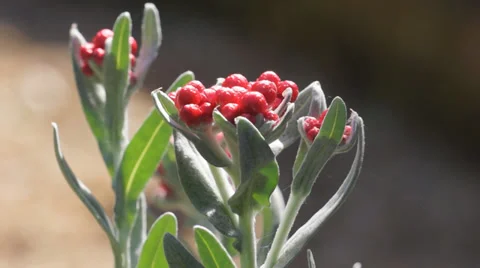 Helichrysum Ruby Cluster Stock Footage 37164352