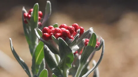 Helichrysum Ruby Cluster Stock Footage 37167688