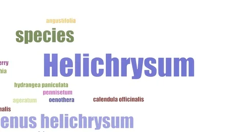 Helichrysum Tag Cloud Animated Isolated Stock Footage 103558479