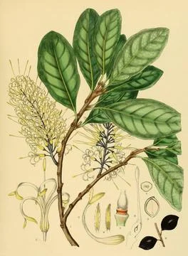 Helicia zeylanica, heimisch in Südostasien, Sri Lanka, digital restauriert.. Stock Photos