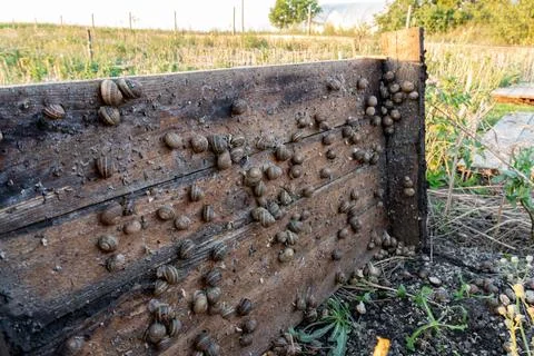 Heliciculture Process with Live Escargot Snails Growing on Timber Shields Fotos Stock