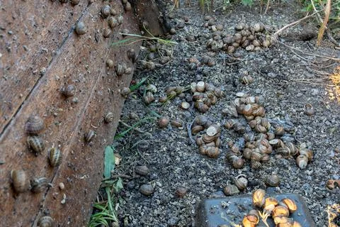 Heliciculture Process with Live Snails Growing in Open Air Farm Fotos Stock