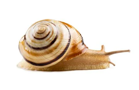 Helicid Snail Stock Photos
