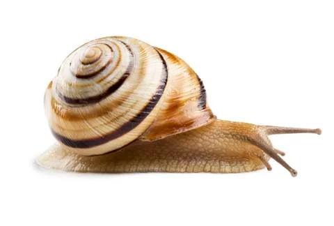 Helicid Snail Stock Photos