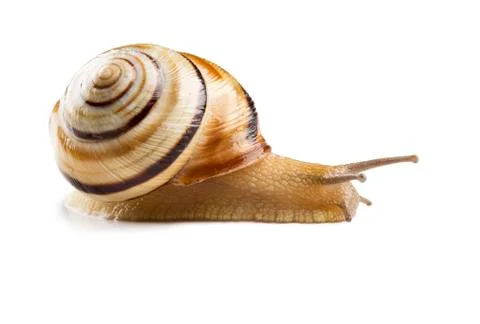 Helicid Snail Stock Photos