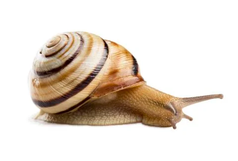 Helicid Snail Stock Photos