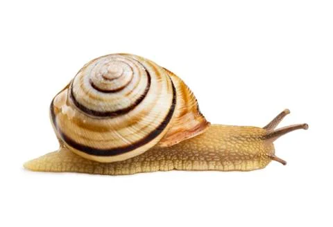 Helicid Snail Stock Photos