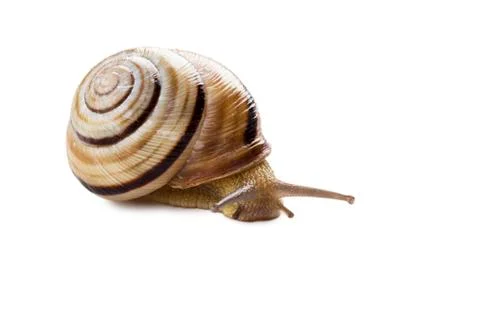 Helicid Snail Stock Photos