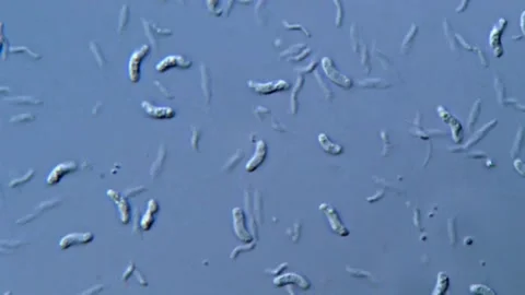 Helicobacter bacteria under microscope view, 1000x 動画素材 317140181
