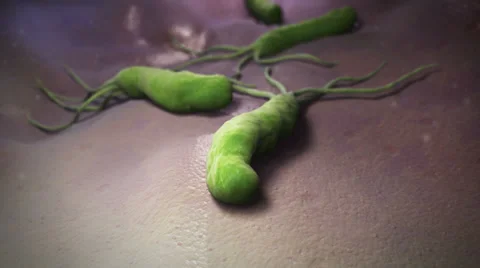 HELICOBACTER PILORY Stock Footage 24718572